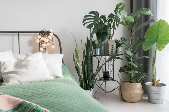 Ktoré nenáročné izbové rastliny vám doma urobia radosť?